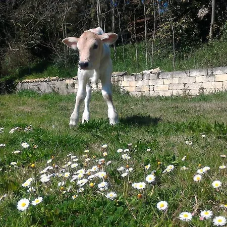مزرعة للإقامة Masseria La Fiorita ماتيرا